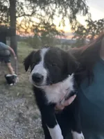 Dolly, a female Border Collie for sale in Dixon, MO – 2 of 2
