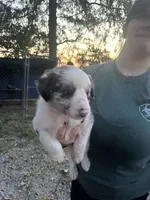 Nikki, a female Border Collie for sale in Dixon, MO – 2 of 2