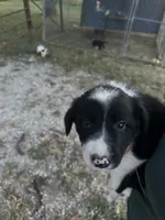 Maximus, a male Border Collie for sale in Dixon, MO – 2 of 5