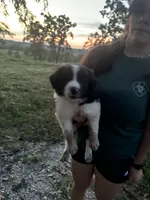 Marilyn, a female Border Collie for sale in Dixon, MO – 2 of 2