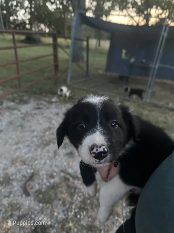Maximus – Border Collie puppy for sale in Dixon, MO