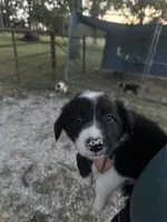 Maximus, a male Border Collie for sale in Dixon, MO – 1 of 5