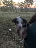 Bitty, a female Border Collie for sale in Dixon, MO – 2 of 2