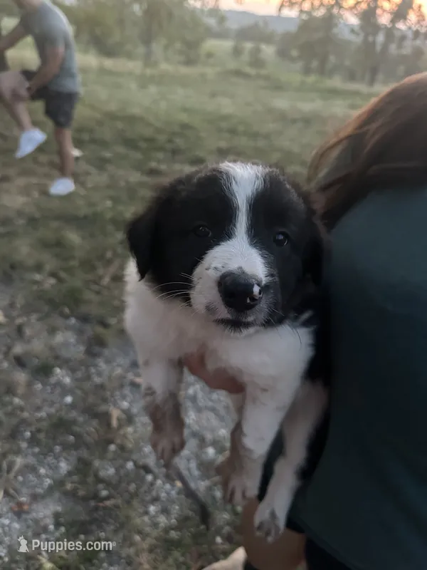 Marilyn – Border Collie puppy for sale in Dixon, MO