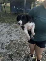 Lyness , a female Border Collie for sale in Dixon, MO – 2 of 2