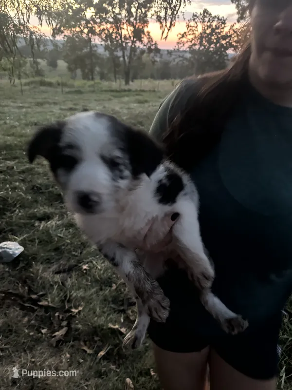 Bitty – Border Collie puppy for sale in Dixon, MO