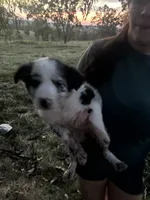 Bitty, a female Border Collie for sale in Dixon, MO – 1 of 2