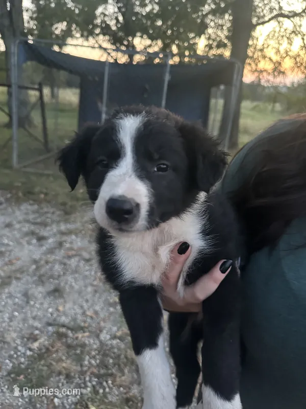 Dolly – Border Collie puppy for sale in Dixon, MO