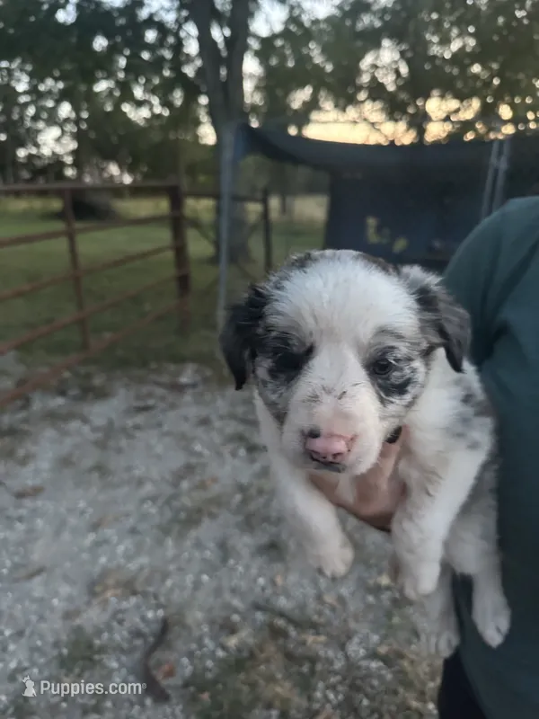 Nikki – Border Collie puppy for sale in Dixon, MO
