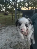 Nikki, a female Border Collie for sale in Dixon, MO – 1 of 2
