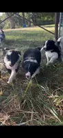 Maximus, a male Border Collie for sale in Dixon, MO – 3 of 5