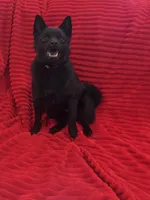Aria, a female Schipperke for sale in Greenwell Springs, LA – 2 of 4