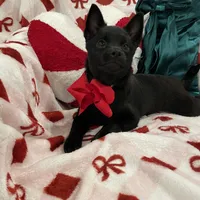 Aria, a female Schipperke for sale in Greenwell Springs, LA – Photo 2 of 4