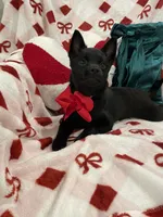 Aria, a female Schipperke for sale in Greenwell Springs, LA – Photo 2 of 4