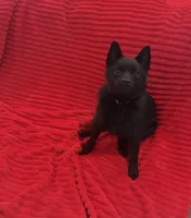 Aria, a female Schipperke for sale in Greenwell Springs, LA – 3 of 4