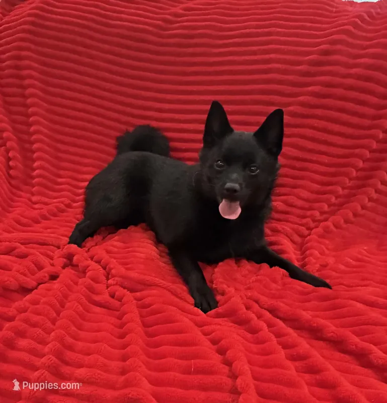Aria – Schipperke puppy for sale in Greenwell Springs, LA