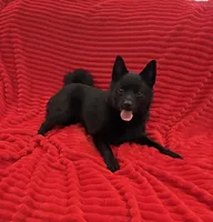 Aria, a female Schipperke for sale in Greenwell Springs, LA – 1 of 4