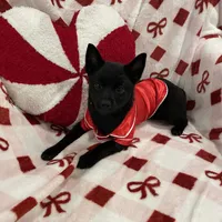 Aria, a female Schipperke for sale in Greenwell Springs, LA – Photo 1 of 4