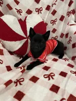 Aria, a female Schipperke for sale in Greenwell Springs, LA – Photo 1 of 4