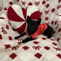 Aria, a female Schipperke for sale in Greenwell Springs, LA – Photo 4 of 4