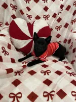 Aria, a female Schipperke for sale in Greenwell Springs, LA – Photo 4 of 4