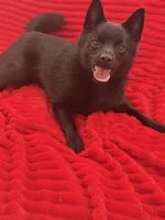 Aria, a female Schipperke for sale in Greenwell Springs, LA – 4 of 4