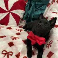 Aria, a female Schipperke for sale in Greenwell Springs, LA – Photo 3 of 4