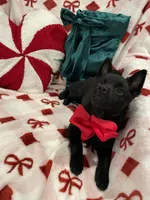 Aria, a female Schipperke for sale in Greenwell Springs, LA – Photo 3 of 4