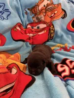 Flo, a female Schipperke for sale in Greenwell Springs, LA – Photo 2 of 4