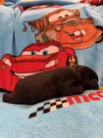 Flo, a female Schipperke for sale in Greenwell Springs, LA – Photo 4 of 4