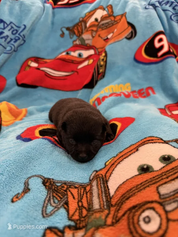 Flo – Schipperke puppy for sale in Greenwell Springs, LA