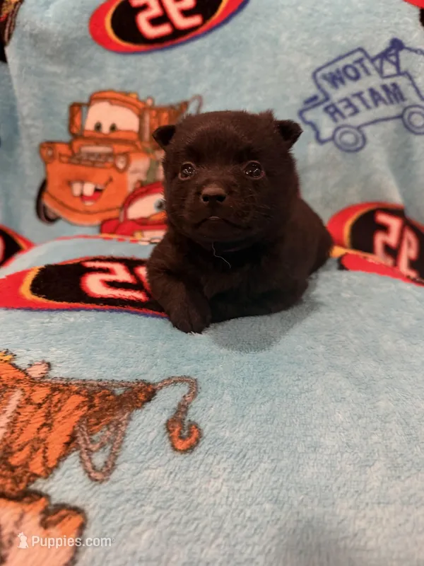 Flo – Schipperke puppy for sale in Greenwell Springs, LA