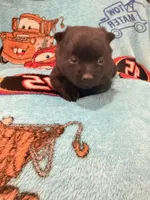 Flo, a female Schipperke for sale in Greenwell Springs, LA – 5 of 6