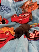 Flo, a female Schipperke for sale in Greenwell Springs, LA – Photo 3 of 4