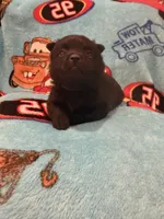 Flo, a female Schipperke for sale in Greenwell Springs, LA – 2 of 6