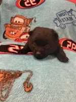 Flo, a female Schipperke for sale in Greenwell Springs, LA – 3 of 6