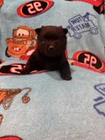 Flo, a female Schipperke for sale in Greenwell Springs, LA – 4 of 6