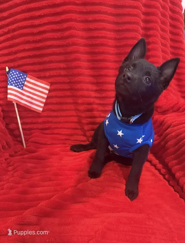 Mater  – Schipperke puppy for sale in Greenwell Springs, LA