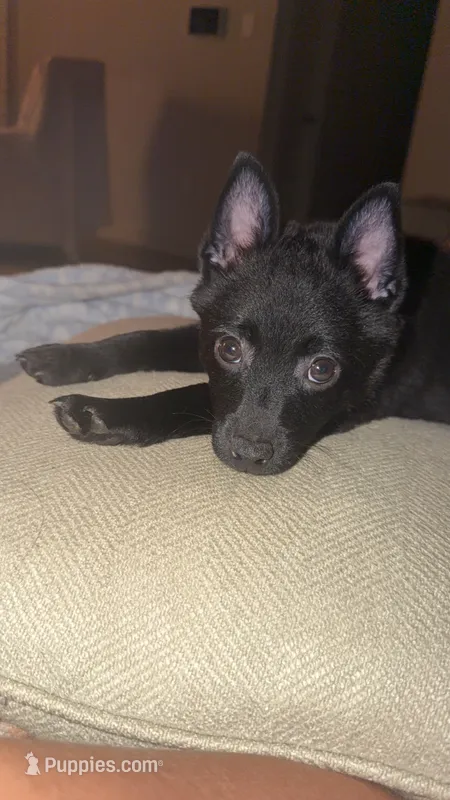 Mater  – Schipperke puppy on hold in Greenwell Springs, LA