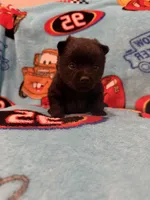 Sally, a female Schipperke for sale in Greenwell Springs, LA – 2 of 6