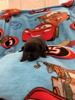 Sally, a female Schipperke for sale in Greenwell Springs, LA – Photo 3 of 5