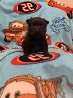 Sally, a female Schipperke for sale in Greenwell Springs, LA – 3 of 6