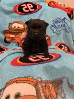 Sally, a female Schipperke for sale in Greenwell Springs, LA – 4 of 6