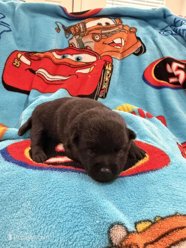 Sally – Schipperke puppy for sale in Greenwell Springs, LA