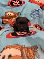 Sally, a female Schipperke for sale in Greenwell Springs, LA – 5 of 6