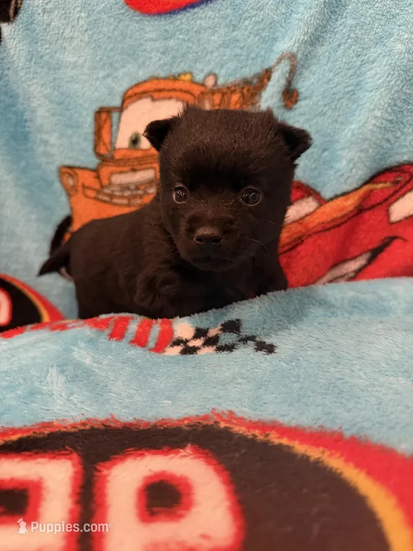 Sally – Schipperke puppy for sale in Greenwell Springs, LA