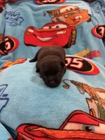 Sally, a female Schipperke for sale in Greenwell Springs, LA – Photo 5 of 5