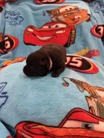 Sally, a female Schipperke for sale in Greenwell Springs, LA – Photo 2 of 5