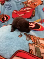 Sally, a female Schipperke for sale in Greenwell Springs, LA – Photo 4 of 5