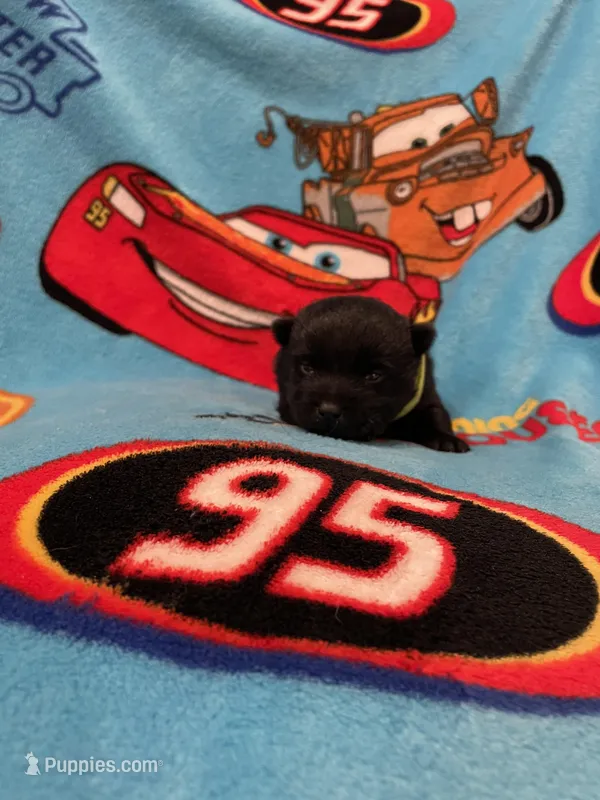 Lightning McQueen – Schipperke puppy for sale in Greenwell Springs, LA